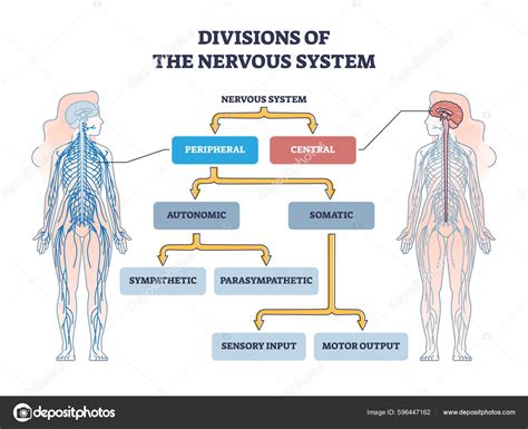 Diagram človeškega krvožilnega sistema