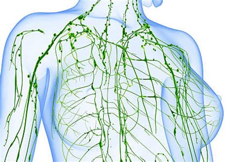 Anatomija mlečne žleze