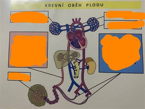 Diagram razvoja vida pri plodu