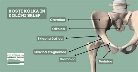 Anatomski prikaz kolčnega sklepa