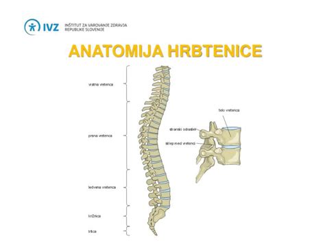 Anatomija hrbtenice z označenim epiduralnim prostorom