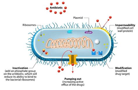 Ilustracija delovanja antibiotika na bakterije