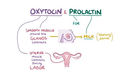 Diagram hormonov prolaktina in oksitocina
