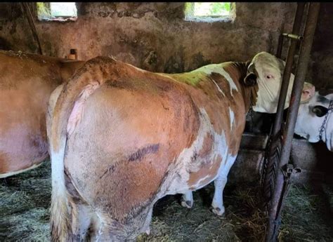 poškodovan sesek krave