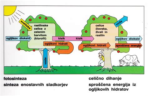 Prikaz hranilnih snovi v ajdovi kaši