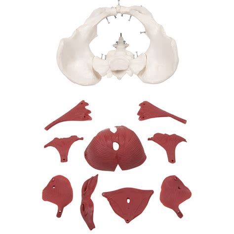 Ilustracija ženskega medeničnega predela s poudarkom na krvnih žilah