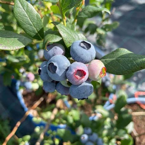 Ameriške borovnice v košarici