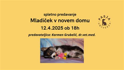 mačji mladiček v novem domu