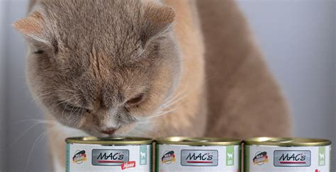 mačka zavrača hrano