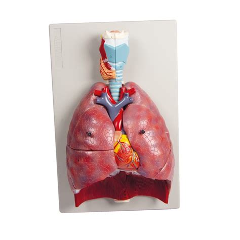 Diagram človeškega dihalnega sistema z označenimi bronhiolami