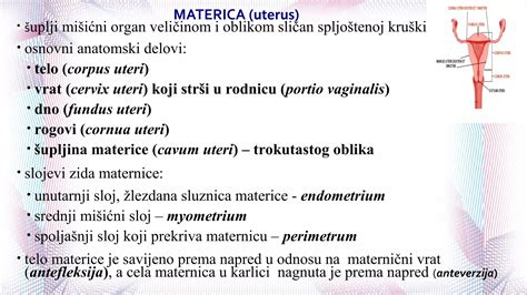Diagram človeške maternice z označenimi deli: telo, vrat in sluznica