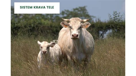 Novorojeno tele, ki ga krava liže