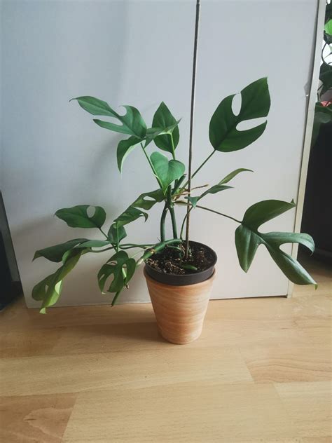 Slika rastline trpotca