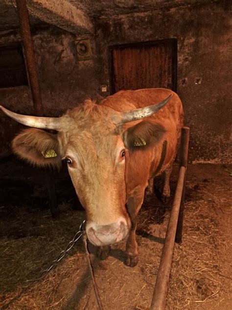 Ilustracija breje krave