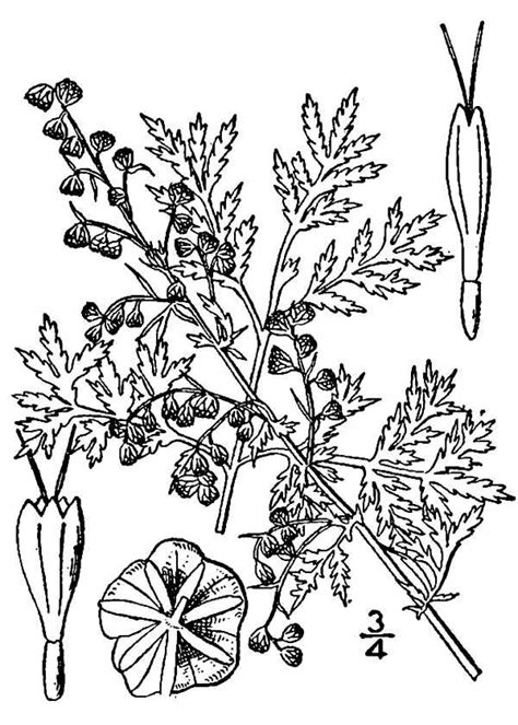 Ilustracija rastline pelina
