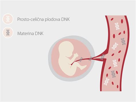 Diagram, ki prikazuje prehod alkohola iz materine krvi v kri ploda skozi posteljico
