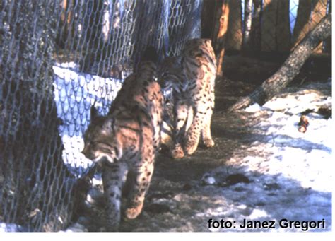 Risji mladiči v brlogu