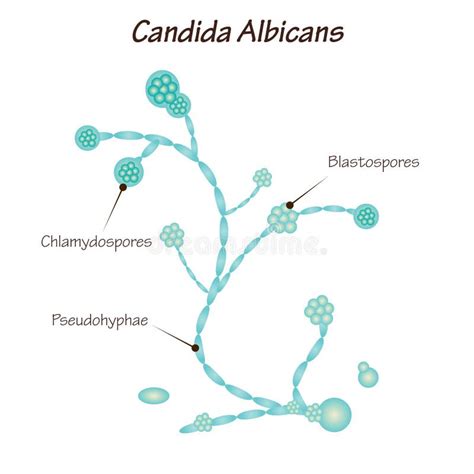 Diagram, ki prikazuje glivico Candida albicans