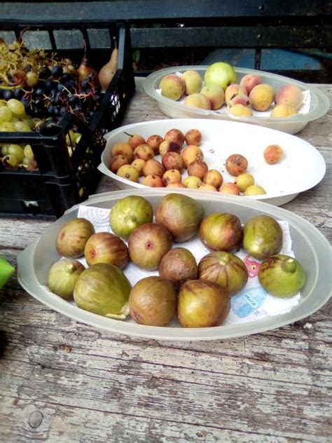 Sveže fige na krožniku