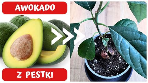 Avokado z izrezano sredico