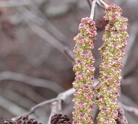 Ilustracija cvetnega prahu, ki lebdi v zraku