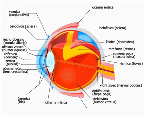 Diagram človeškega očesa s poudarkom na solznih kanalih