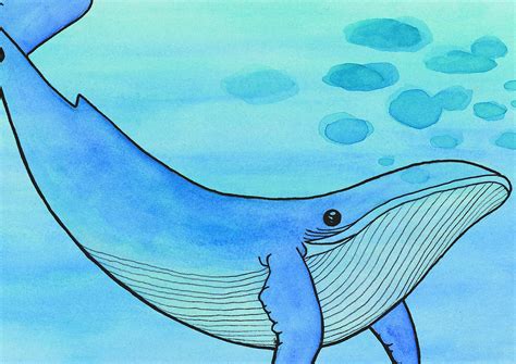 Sinji kit v svojem naravnem okolju