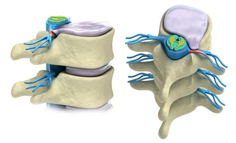 Diagram anatomske strukture hrbtenice s poudarkom na križnici in trtici