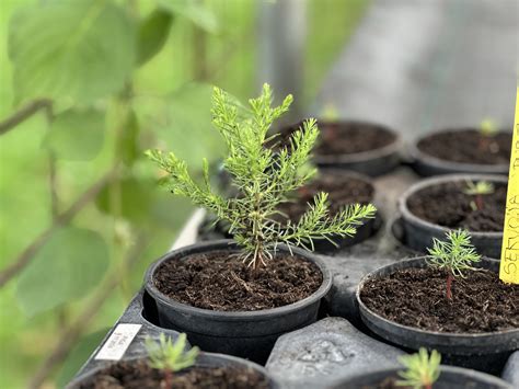 Ilustracija drevesa, ki raste iz majhne sadike