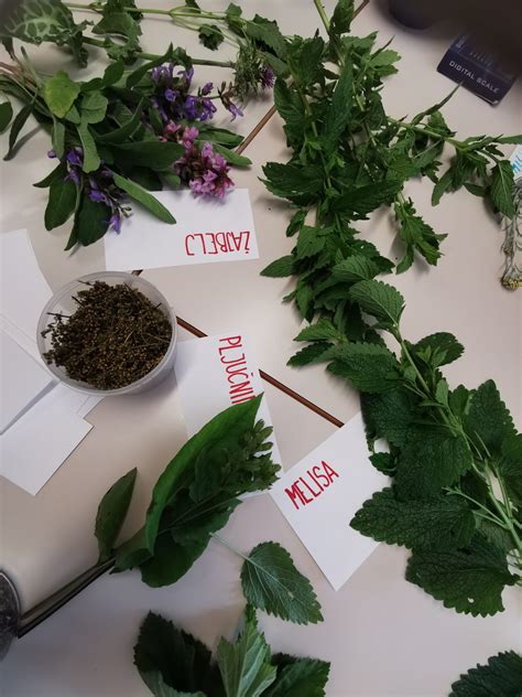 Ilustracija starodavne uporabe zelišč