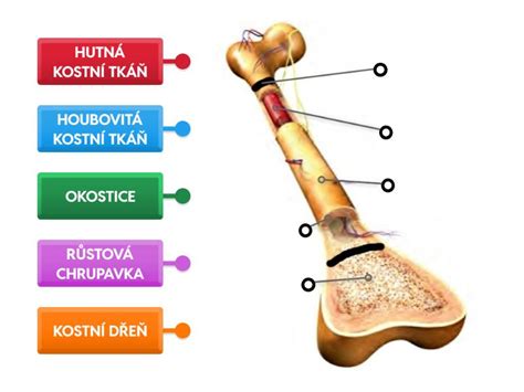 Diagram zlomov kosti