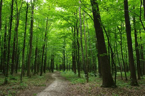 Slovenski gozdovi in les