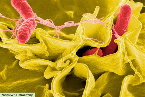 Mikroskopski prikaz črevesnih bakterij