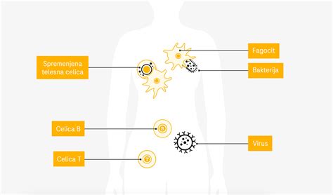 Diagram, ki prikazuje celice imunskega sistema in njihove funkcije