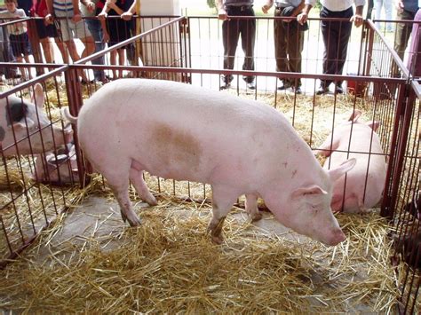 Ilustracija svinje z vneto mlečno žlezo