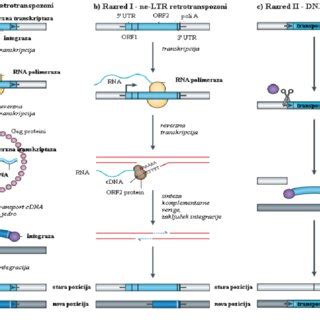 Diagram, ki primerja zanesljivost različnih prenatalnih testov