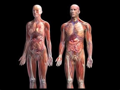 Anatomija ženskega spolovila pri dojenčkih