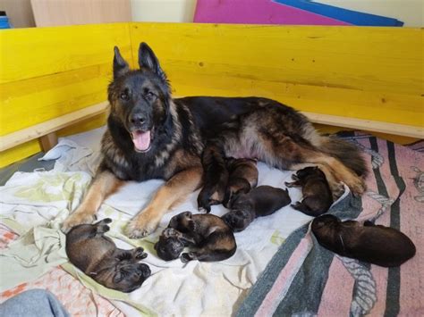 Graf, ki prikazuje idealno starost nemškega ovčarja za največje leglo.
