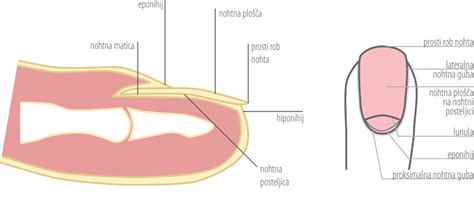 diagram človeškega nohta s poudarjeno nohtno matrico