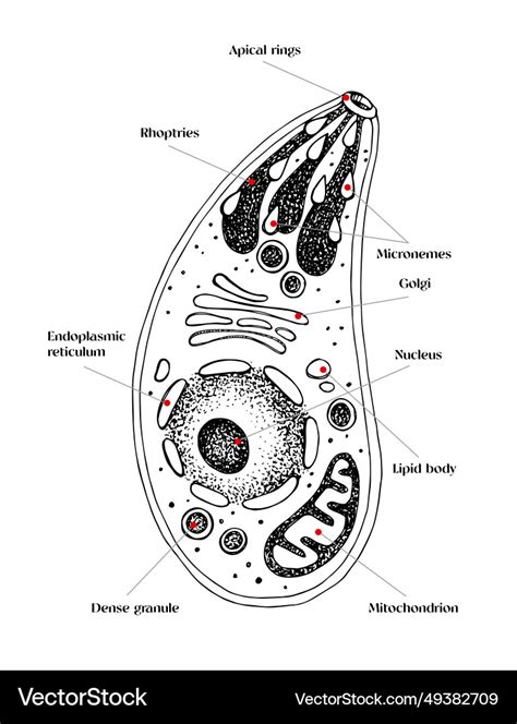 Diagram življenjskega cikla Toxoplasma gondii z mačko in drugimi sesalci