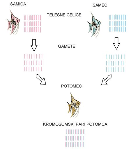 Diagram človeških kromosomov in spolnih celic