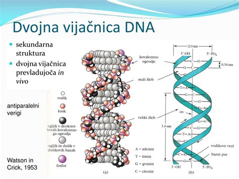 Dvojna vijačnica DNK