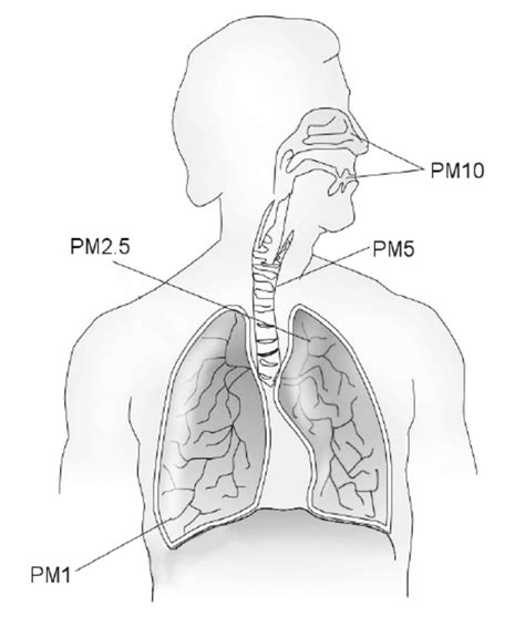 Diagram človeškega dihalnega sistema s poudarkom na diafragmi