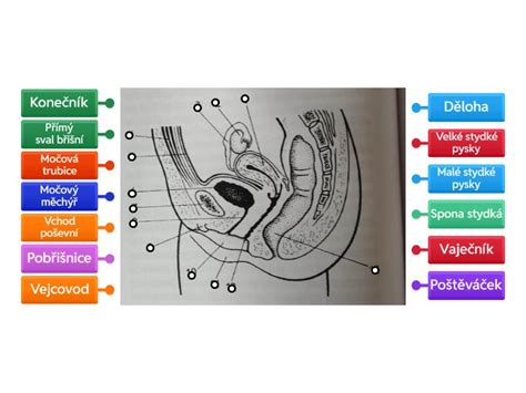 Diagram anatomije medeničnega predela ženske med nosečnostjo