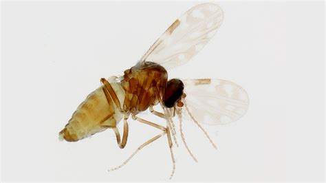 Ilustracija mušice iz rodu Culicoides, ki piči prežvekovalca
