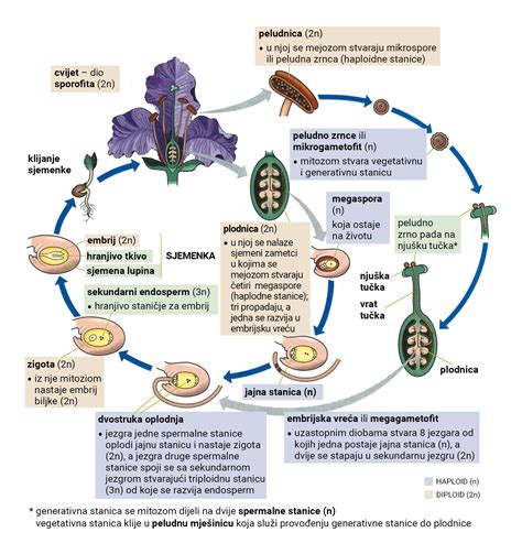 Diagram razvoja ploda