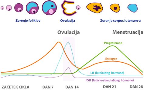 Simptomi nosečnosti v zgodnjem obdobju