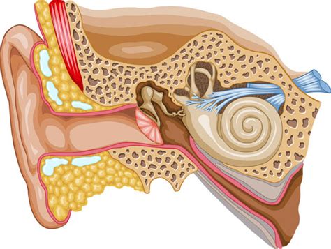 diagram človeškega ušesa, ki prikazuje obseg slišnih frekvenc