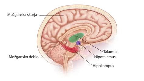 Diagram možganov z označenimi področji, ki lahko povzročijo epileptične napade