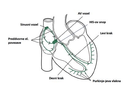 diagram srčnega prevodnega sistema